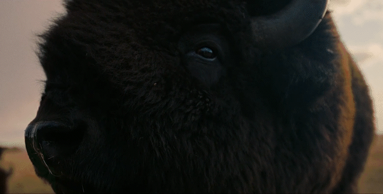 HiRes_JOE_BUFFALO_FolkTale Films